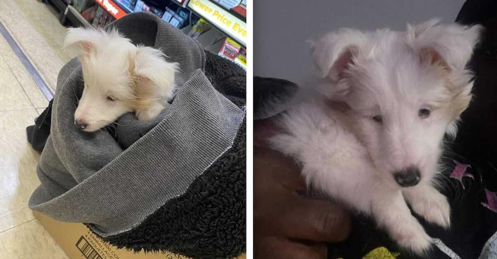 Woman Finds Dumped Blind and Deaf Puppy Shivering in Parking Lot