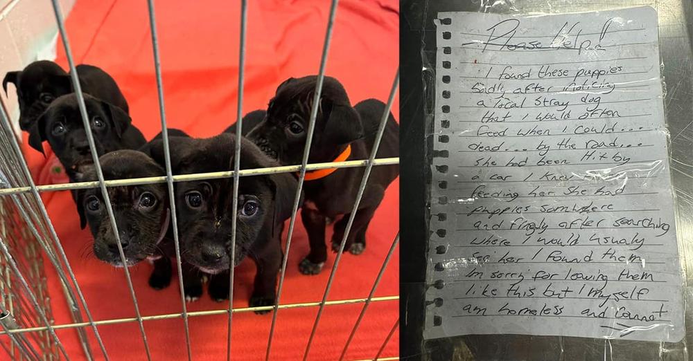 Homeless man rescues orphaned litter of puppies from storm, leaves them at shelter with moving letter