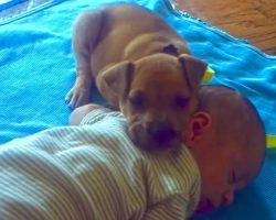 Abandoned Puppy Finds Comfort By Sleeping With Baby