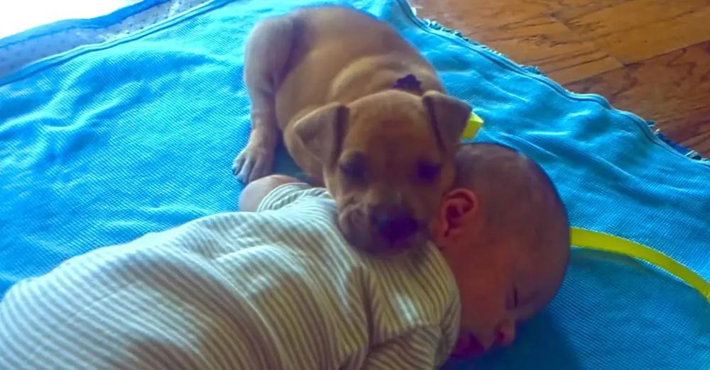 Abandoned Puppy Finds Comfort By Sleeping With Baby