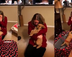Husband Gifts Wife With A Golden Retriever Puppy