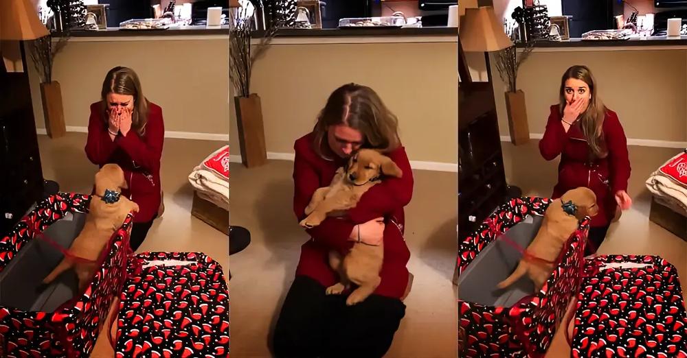 Husband Gifts Wife With A Golden Retriever Puppy