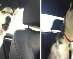 Husky Throws Temper Tantrum Because It’s Raining Outside