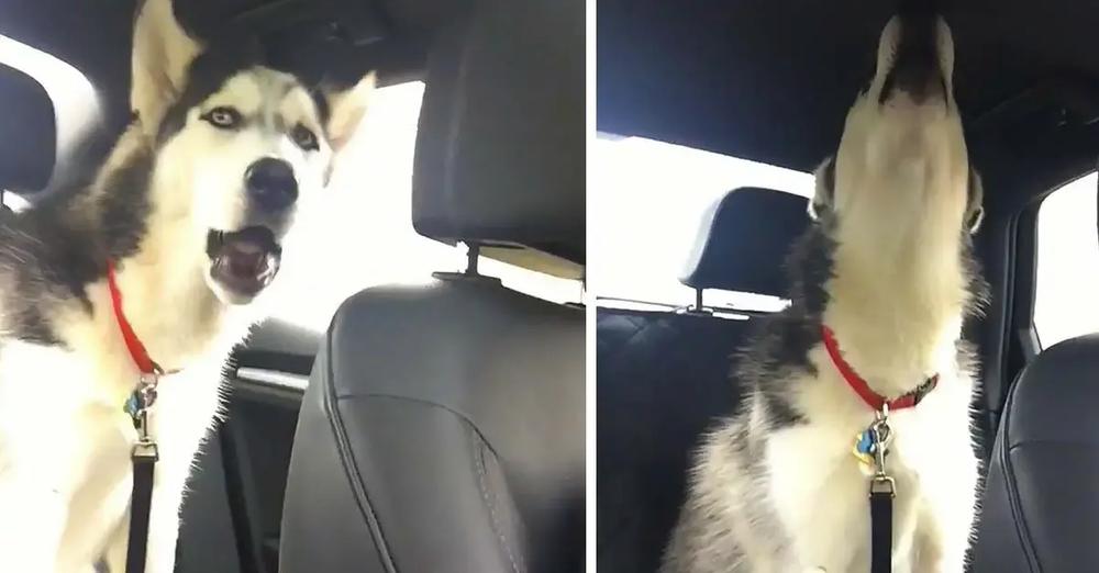 Husky Throws Temper Tantrum Because It’s Raining Outside