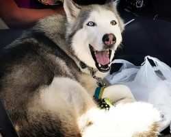 This Stubborn Husky Refuses to Give Up the Front Seat