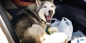 This Stubborn Husky Refuses to Give Up the Front Seat