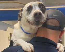 After surviving abuse and over 450 days in the shelter, dog finally finds forever home