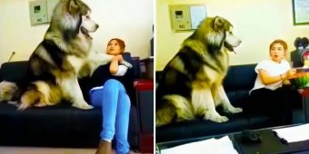 Giant Alaskan Malamute Needs Constant Attention From Mom