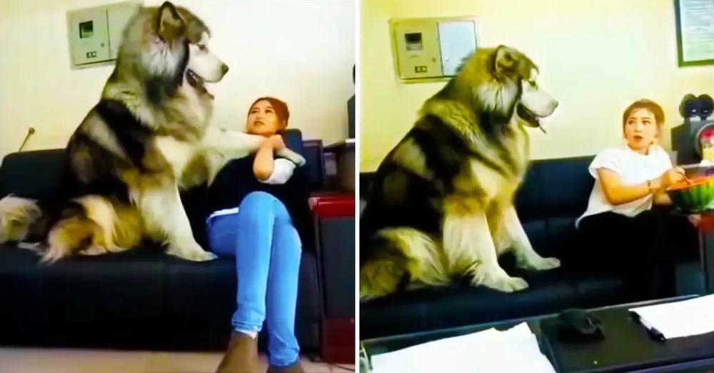 Giant Alaskan Malamute Needs Constant Attention From Mom