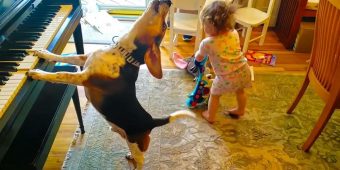 Baby Dances And Dog Starts Playing The Piano As This Duo Puts On An Amazing Performance