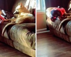 German Shepherd Helps Little Girl Climb Onto Couch