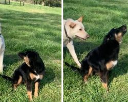 Puppy Gets Frustrated When Her Big Brother Keeps Interrupting Her Awoos