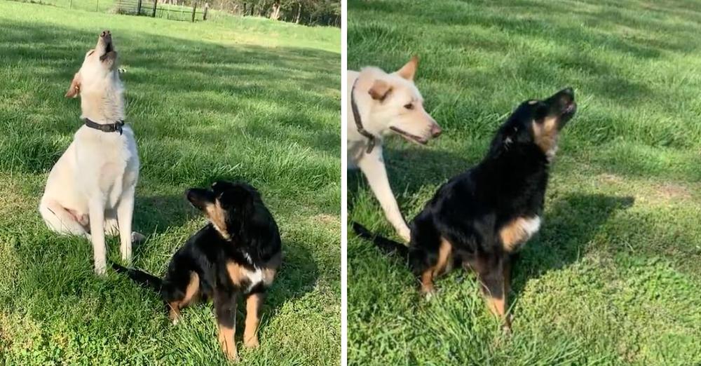 Puppy Gets Frustrated When Her Big Brother Keeps Interrupting Her Awoos