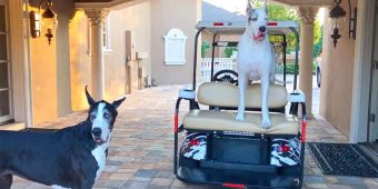 Spoiled Great Dane Refuses To Leave The Golf Cart