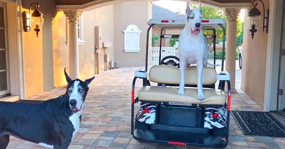 Spoiled Great Dane Refuses To Leave The Golf Cart