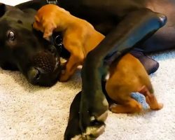 Tiny, Scared Puppy Falls In Love With A 120-Pound Great Dane
