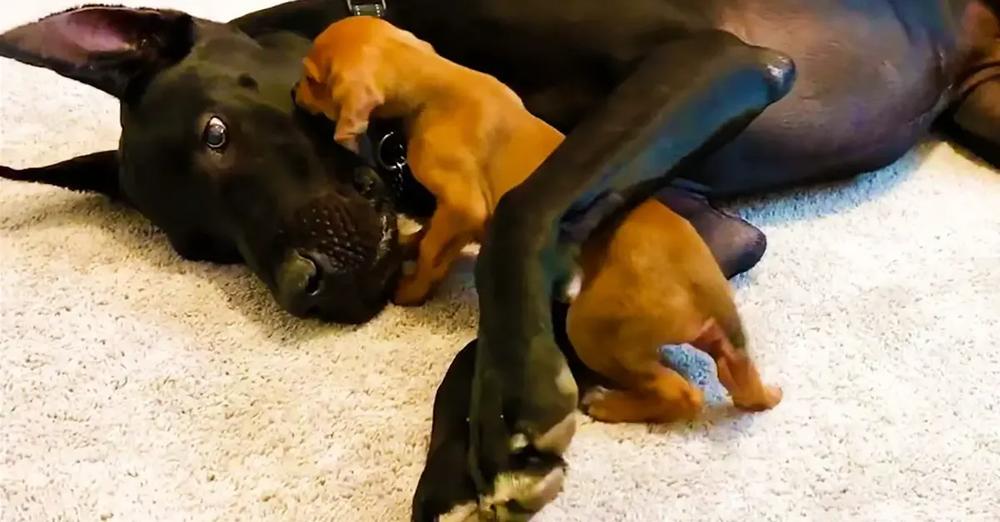 Tiny, Scared Puppy Falls In Love With A 120-Pound Great Dane