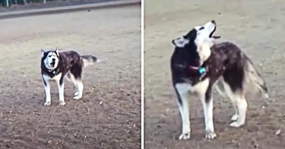 Vocal Husky Refuses To Leave The Dog Park