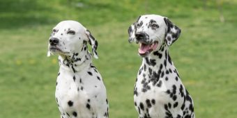 Dalmatians fight off pack of 4 coyotes to protect their dog walker