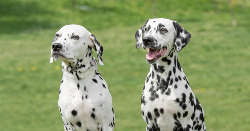 Dalmatians fight off pack of 4 coyotes to protect their dog walker