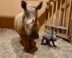 Zoo celebrates birth of first-ever southern white rhino calf on Christmas Eve — congrats