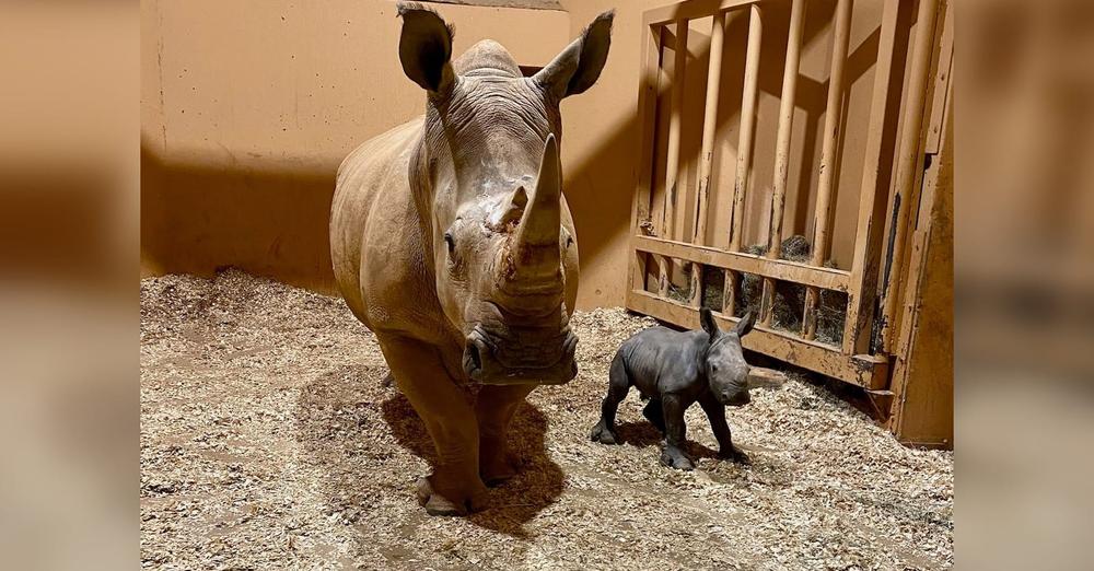 Zoo celebrates birth of first-ever southern white rhino calf on Christmas Eve — congrats