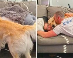 This Super Jealous Dog Won’t Let His Owners Cuddle Without Him