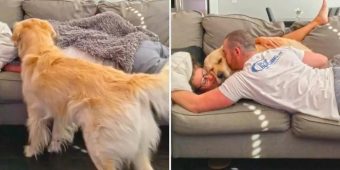 This Super Jealous Dog Won’t Let His Owners Cuddle Without Him