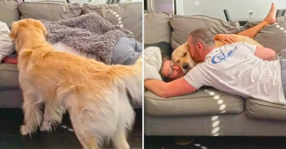 This Super Jealous Dog Won’t Let His Owners Cuddle Without Him