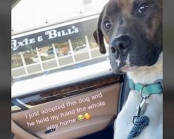 Dog Just Adopted from Shelter Holds His Mom’s Hand ‘the Whole Way Home’