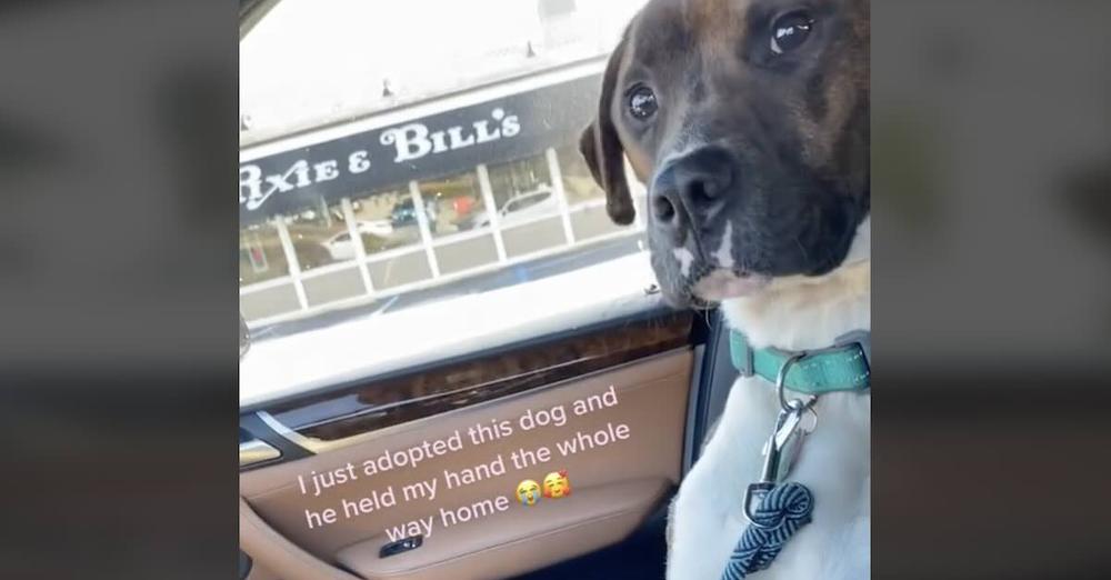 Dog Just Adopted from Shelter Holds His Mom’s Hand ‘the Whole Way Home’