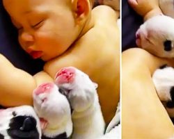 Baby Sleeps With 6 Newborn Bulldog Puppies