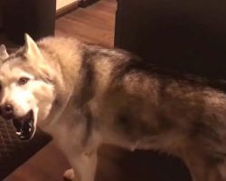 Husky Screams To Interrupt Mom Working From Home So He Can Have A Treat