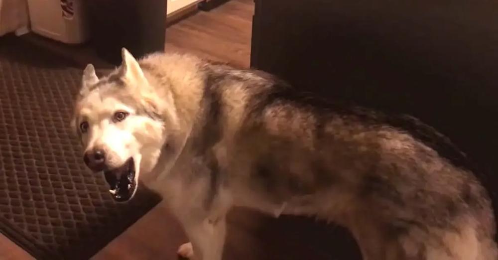 Husky Screams To Interrupt Mom Working From Home So He Can Have A Treat