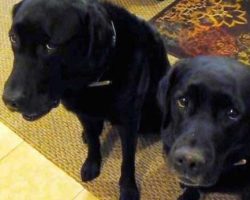 One Of These Dogs Stole A Cookie – How Mom Discovers The Guilty One Is Hysterical
