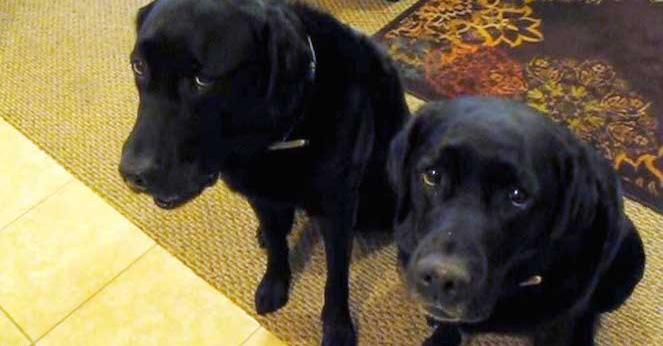 One Of These Dogs Stole A Cookie – How Mom Discovers The Guilty One Is Hysterical