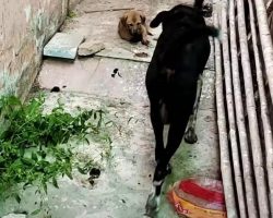 Mother Dog Leads Strangers Between Buildings To Puppy In Need