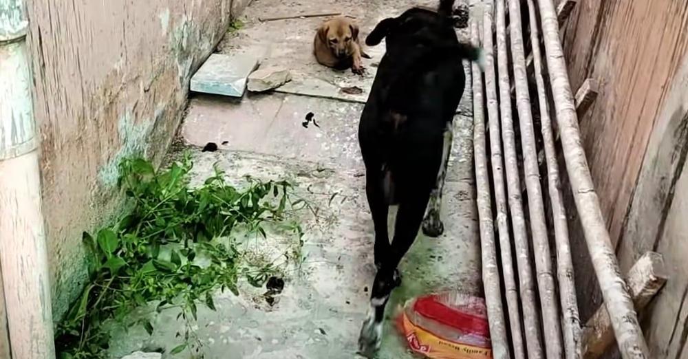 Mother Dog Leads Strangers Between Buildings To Puppy In Need
