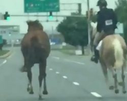 Brave 16-Year-Old Girl Chases Horse On Highway To Save Him