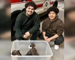 Teens find plastic bin full of abandoned puppies — do the right thing to save the day