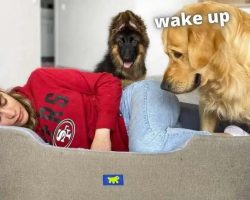 Dogs Have So Much Fun Reclaiming Bed After Mom Stole It
