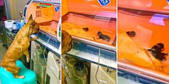 Mama Dog Keeps an Eye on Her Premature Newborn Puppies