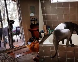 Clever Great Dane Knows What To Do When It’s Bath Time