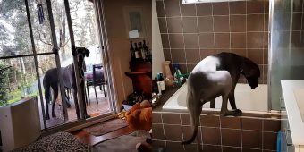 Clever Great Dane Knows What To Do When It’s Bath Time