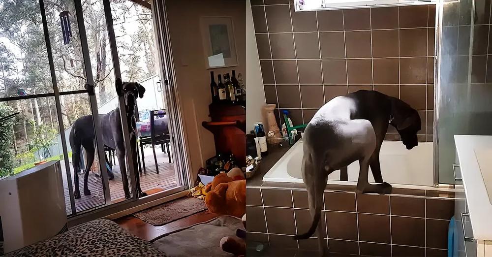 Clever Great Dane Knows What To Do When It’s Bath Time