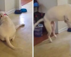 Dog Throws A Tantrum When He Doesn’t Get Gravy On His Dry Food
