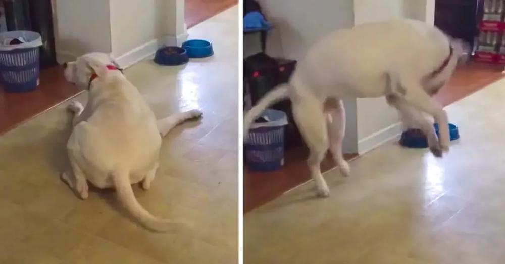 Dog Throws A Tantrum When He Doesn’t Get Gravy On His Dry Food