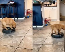 Jackson The Puppy Has So Much Fun Riding A Roomba