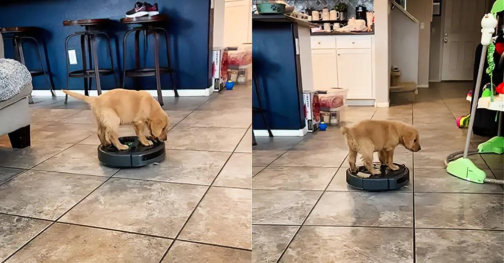 Jackson The Puppy Has So Much Fun Riding A Roomba