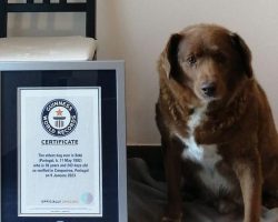 Guinness World Records suspends Bobi’s “oldest dog” title as skeptics doubt 31-year-old dog